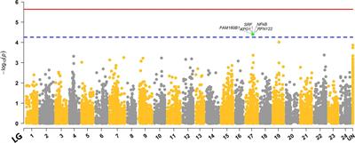 Genetic Variation, GWAS and Accuracy of Prediction for Host Resistance to Sparicotyle chrysophrii in Farmed Gilthead Sea Bream (Sparus aurata)